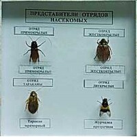 Коллекция энтомологическая "Представители отряда насекомых" - fgospostavki.ru - Барнаул