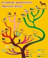 Стенд "Развитие животного мира на земле" - fgospostavki.ru - Барнаул