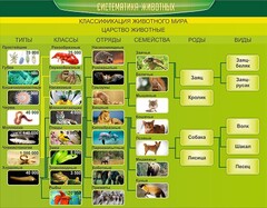 Стенд "Систематика животных" - fgospostavki.ru - Барнаул