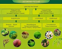 Стенд "Систематика растений" - fgospostavki.ru - Барнаул