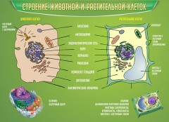 Биология - fgospostavki.ru - Барнаул