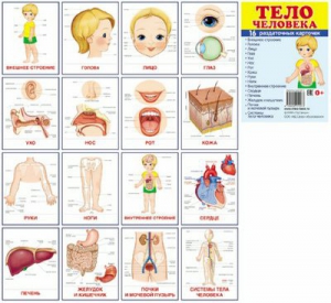 Раздаточные карточки "Тело человека" - fgospostavki.ru - Барнаул