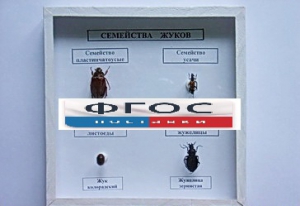 Коллекция "Семейство жуков" - fgospostavki.ru - Барнаул