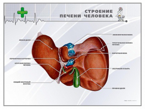 Стенд "Строение печени человека" - fgospostavki.ru - Барнаул