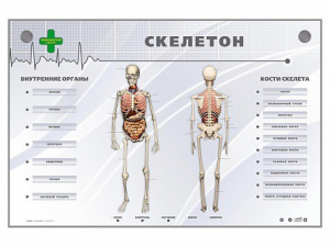 Электрифицированный стенд-тренажер "Скелетон" - fgospostavki.ru - Барнаул