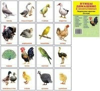 Раздаточные карточки "Птицы домашние и декоративные" - fgospostavki.ru - Барнаул