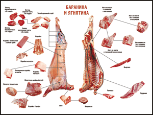 Таблица "Правила разделки мясных туш. Баранина и ягнятина" (100х140 сантиметров, винил) - fgospostavki.ru - Барнаул