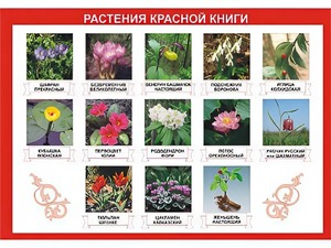 Таблица демонстрационная "Растения Красной книги" (винил 70*100) - fgospostavki.ru - Барнаул