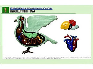 Рельефная таблица "Внутреннее строение голубя" (формат А1, матовое ламинирование) - fgospostavki.ru - Барнаул