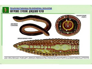 Рельефная таблица "Внутреннее строение дождевого червя" (формат А1, матовое ламинирование) - fgospostavki.ru - Барнаул