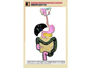 Рельефная таблица "Пищеварительный тракт" (формат А1, матовое ламинирование) - fgospostavki.ru - Барнаул