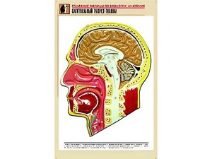 Рельефная таблица "Сагиттальный разрез головы" (формат А1, матовое ламинирование) - fgospostavki.ru - Барнаул