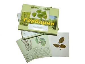 Гербарий "Дикорастущие растения" (30 видов, с иллюстрациями) - fgospostavki.ru - Барнаул