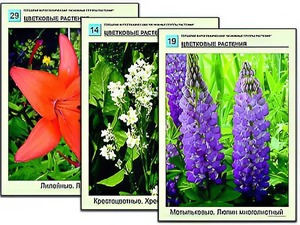 Гербарий фотографический "Основные группы растений" - fgospostavki.ru - Барнаул