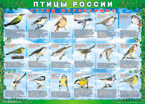 Комплект таблиц "Птицы России (4 листа)" (100х140 сантиметров, винил) - fgospostavki.ru - Барнаул