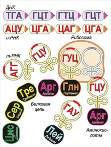 Модель-аппликация Биосинтез белка - fgospostavki.ru - Барнаул