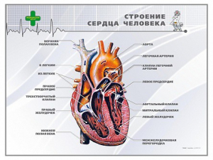 Стенд "Строение сердца человека" - fgospostavki.ru - Барнаул