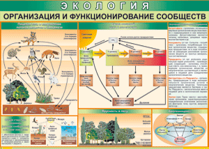 Таблица "Организация и функционирование сообществ" (100х140 сантиметров, винил) - fgospostavki.ru - Барнаул