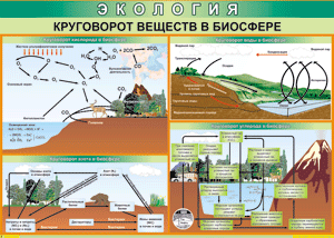 Таблица "Круговорот веществ в биосфере" (100х140 сантиметров, винил) - fgospostavki.ru - Барнаул