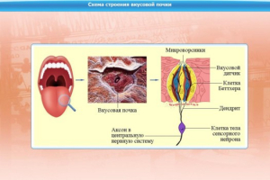 Интерактивные курсы. Биология 10 класс. Расширенный. - fgospostavki.ru - Барнаул