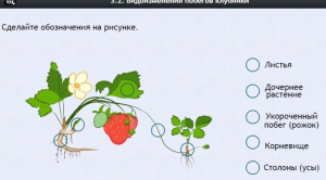 Интерактивные курсы. Биология 7 класс. Расширенный. - fgospostavki.ru - Барнаул