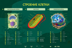 Электрифицированный стенд "Строение клетки" с маркерными полями - fgospostavki.ru - Барнаул