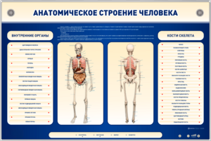 Электрифицированный стенд-тренажер c макетом скелета "Анатомическое строение человека" - fgospostavki.ru - Барнаул