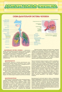Стенд "Дыхательная система" - fgospostavki.ru - Барнаул