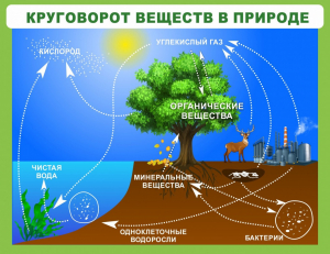 Стенд "Круговорот веществ" - fgospostavki.ru - Барнаул
