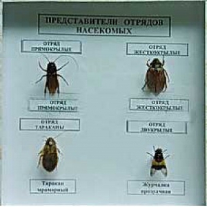 Коллекция энтомологическая "Представители отряда насекомых" - fgospostavki.ru - Барнаул