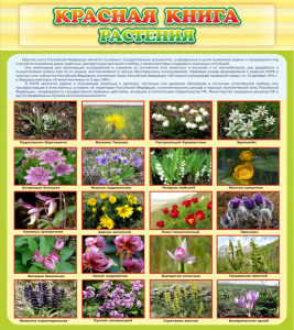Стенд "Красная книга - растения" - fgospostavki.ru - Барнаул