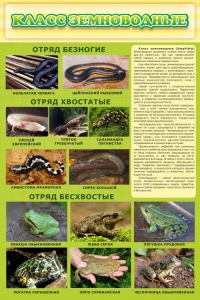 Стенд "Класс земноводные" - fgospostavki.ru - Барнаул
