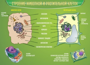 Стенд "Строение животной и растительной клеток" - fgospostavki.ru - Барнаул