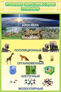 Стенд "Уровни организации живого" - fgospostavki.ru - Барнаул