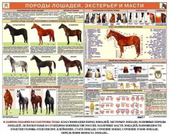 Комплект плакатов "Служебное коневодство" - fgospostavki.ru - Барнаул