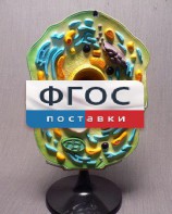 Модель "Клетка растения" - fgospostavki.ru - Барнаул