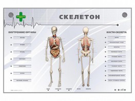Электрифицированный стенд-тренажер "Скелетон" - fgospostavki.ru - Барнаул