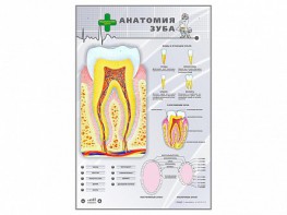 Электрифицированный стенд "Анатомия зуба" - fgospostavki.ru - Барнаул