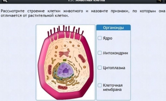 Интерактивные курсы. Биология 8 класс. Базовый - fgospostavki.ru - Барнаул