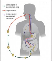 Модель-аппликация Цикл развития аскариды - fgospostavki.ru - Барнаул