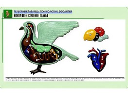 Рельефная таблица "Внутреннее строение голубя" (формат А1, матовое ламинирование) - fgospostavki.ru - Барнаул