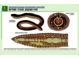 Рельефная таблица "Внутреннее строение дождевого червя" (формат А1, матовое ламинирование) - fgospostavki.ru - Барнаул