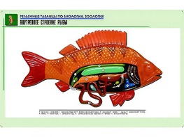 Рельефная таблица "Внутреннее строение рыбы" (формат А1, матовое ламинирование) - fgospostavki.ru - Барнаул