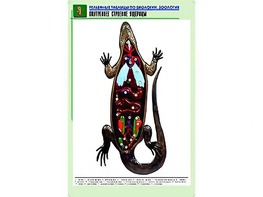 Рельефная таблица "Внутреннее строение ящерицы" (формат А1, матовое ламинирование) - fgospostavki.ru - Барнаул