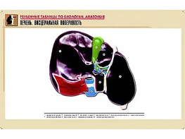 Рельефная таблица "Печень. Висцеральная поверхность" (формат А1, матовое ламинирование) - fgospostavki.ru - Барнаул