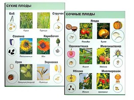 Коллекция "Семена и плоды" - fgospostavki.ru - Барнаул