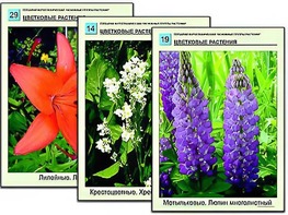 Гербарий фотографический "Основные группы растений" - fgospostavki.ru - Барнаул