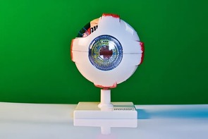 Модель глаза - fgospostavki.ru - Барнаул