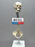 Модель "Позвоночник с черепом и тазом" - fgospostavki.ru - Барнаул