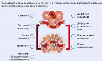Интерактивные курсы. Биология 9 класс. Расширенный. - fgospostavki.ru - Барнаул